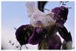 iris bi-color en Dordogne