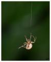 petite araignée tissant sa toile
