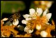 abeille en approche d'une fleur de néflier