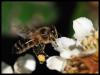 abeille butinant un néflier