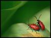 petits coléoptères rouges (le criocère du lis)