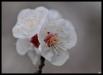 fleurs de cerisier floutée
