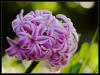 jacinthe blanc-rose