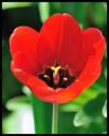 tulipe rouge au soleil de midi