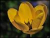 tulipe jaune au soleil