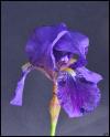 Iris bleu sur fond noir mobile