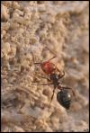 petite fourmi