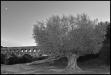 olivier multi-centenaire au pont du Gard