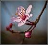 fleur de Prunus