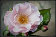 rose ancienne