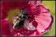 abeille charbonnière sortant d'une rose trémière
