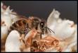 abeille sur fleur de néflier