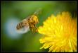 abeille chargée de pollen en approche