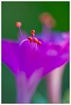 petites fleurs rose violette