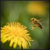 abeille en vol